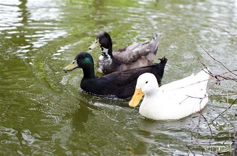 How To Care For A Pet Duck Pet Ducks Pets Duck