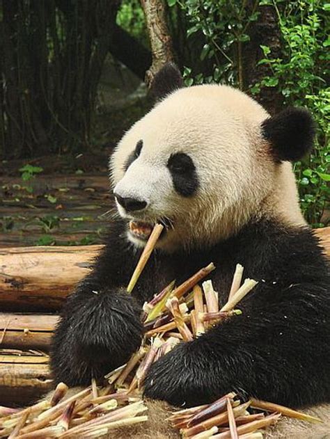 Панды. Чудеса природы. Познавательные статьи и необычные фотографии.