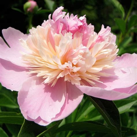 Peony Sorbet Roots Plants