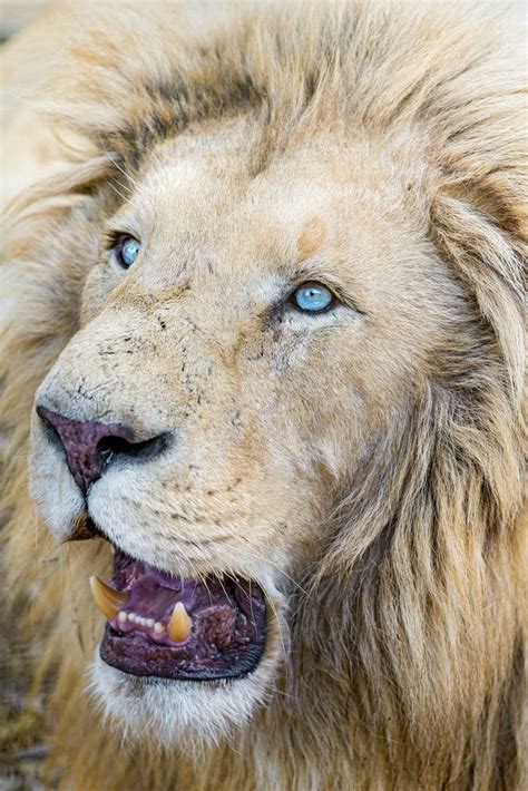 Лев С Голубыми Глазами Фото – Telegraph