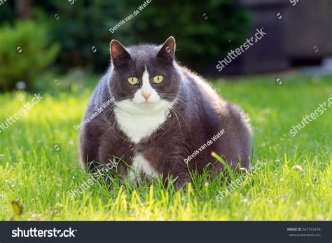 Slight Obese Fat Pussy Cat Outside Stock Photo 567793378 Shutterstock