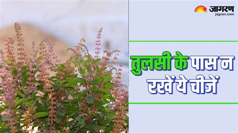 Tulsi Vastu Tips तुलसी से दूर रखें ये चीजें वरना अच्छे की जगह मिलने