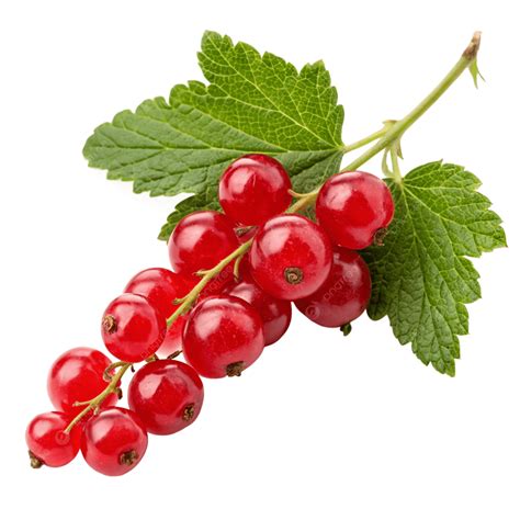 Currant Red, Currant Red Image, Currant Red Transparent PNG Transparent