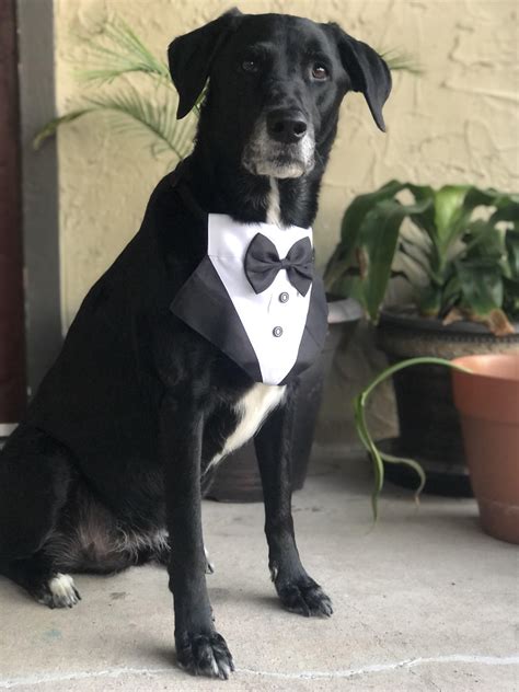 Tuxedo Dog : r/dogpictures