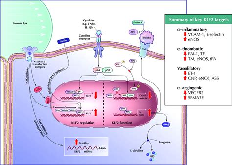 Role Of Krüppel Like Transcription Factors In Endothelial Biology