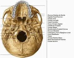 11 ideias de Cranio crânio crânio anatomia anatomia ossos