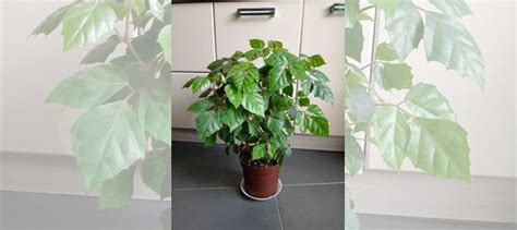 Циссус (березка) купить в Курске | Товары для дома и дачи | Авито