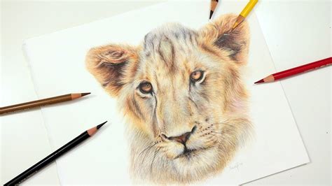 learn  draw  realistic lion  colored pencil drawing tutorial