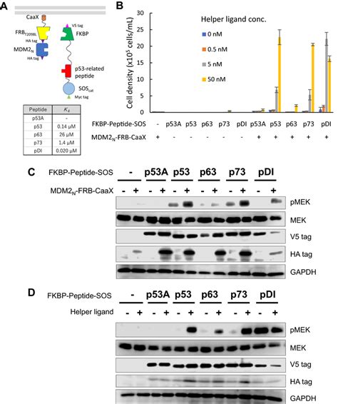 Proof Of Concept For H SOLIS Using MDM2p53 Interaction A The Design