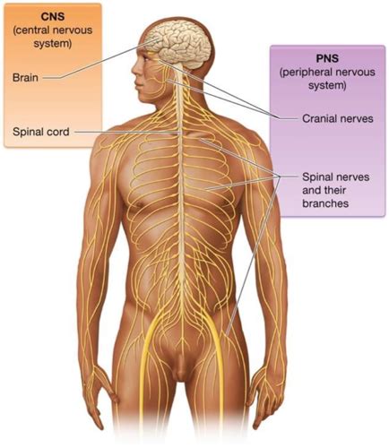 Ap Ch Intro To Nervous System And Nervous Tissue Flashcards Quizlet