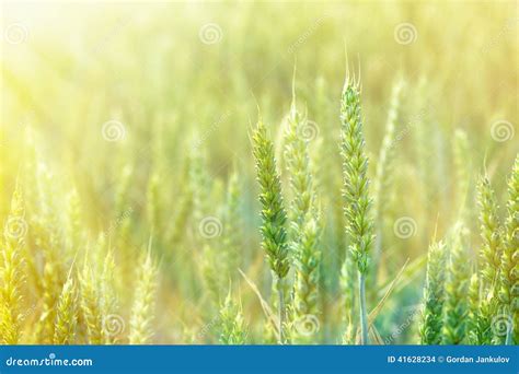 Sunrise In A Field Of Wheat Stock Photo Image Of Grow Close 41628234