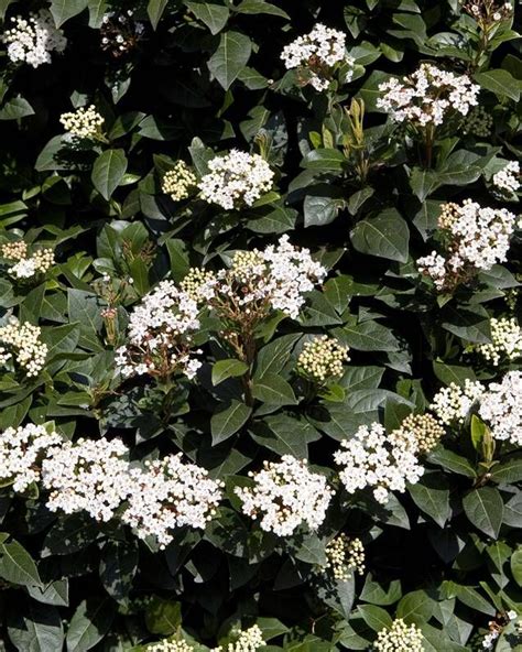 Laurier Tin VIburnum Pot 3L 2 ans La pépinière comestible