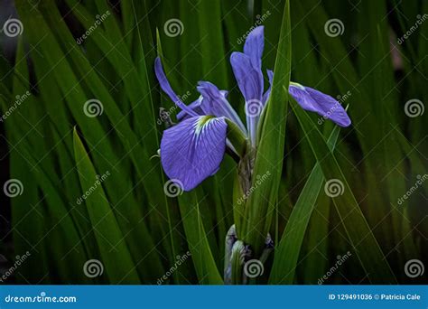 Blue Iris Plant stock photo. Image of nature, flower - 129491036