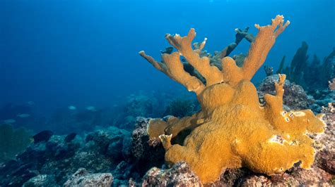 About The Reef Floridas Coral Reef