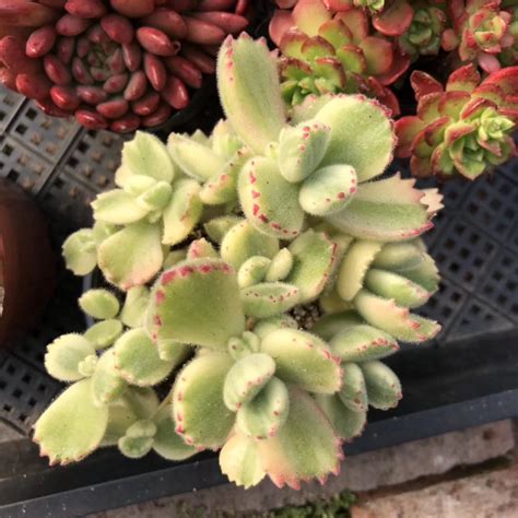 Cotyledon Tomentosa Subsp Ladismithiensis Flower Leaf Uses Picturethis