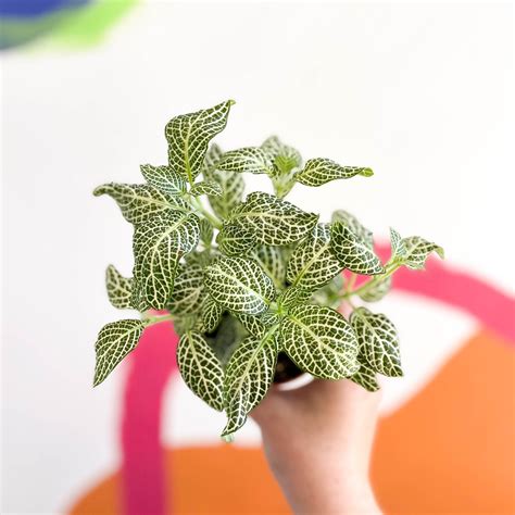 Fittonia argyroneura 'Snow Angel' – Sprouts of Bristol
