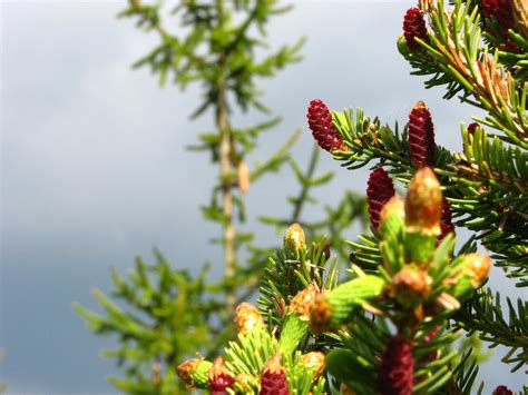 pine cones 4 Free Photo Download | FreeImages