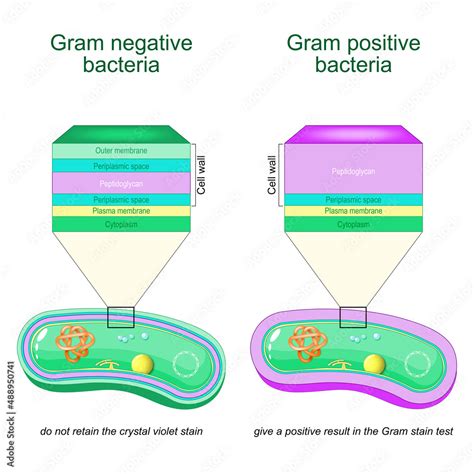 Gram Negative And Gram Positive Bacteria Vector De Stock Adobe Stock