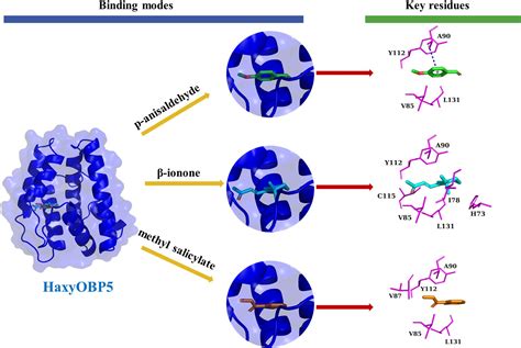 Frontiers Binding Affinity Characterization Of Four Antennae Enriched