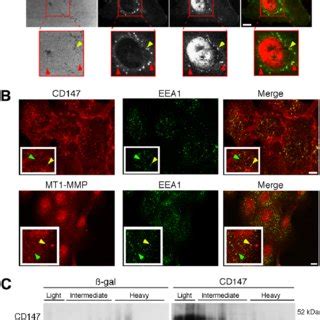 Cd Induces The Formation Of Matrix Degrading Invadopodia Like