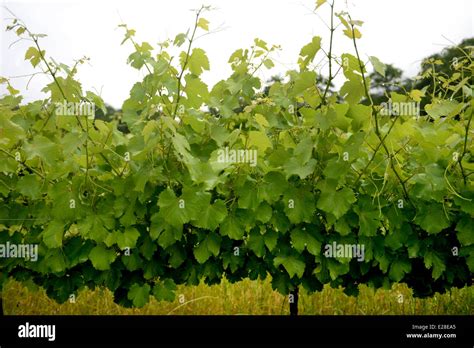A Landscape Image Of Vineyards In South Africa Stock Photo Alamy