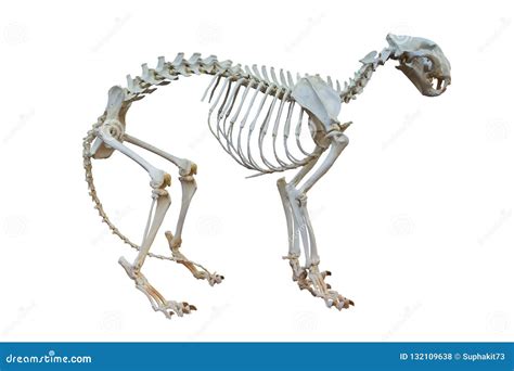 Tiger bones stock photo. Image of museum, science, carcass - 132109638