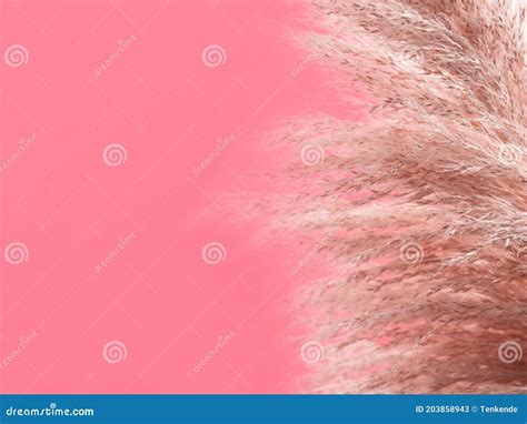 Trendy Botanical Background With Pampas Grass Stock Image Image Of