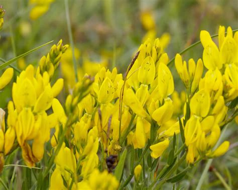 Ginster pflanzen und pflegen - Mein schöner Garten