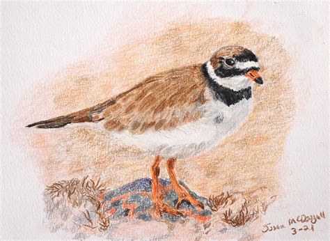 colored pencil art birds