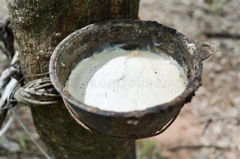 Rubber Tapping Tapping Latex Rubber Tree Rubber Latex Extracted From