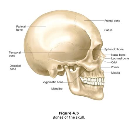 bones   skull diagram quizlet