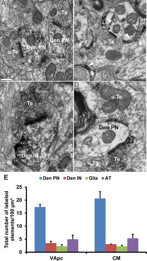 Immunoperoxidase Localization Of Mglur In The Monkey Vapc And Cm Ad