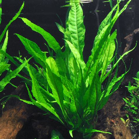 Microsorum pteropus | Aquasabi - Aquascaping Shop
