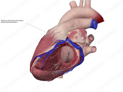 Anterior Interventricular Artery Complete Anatomy