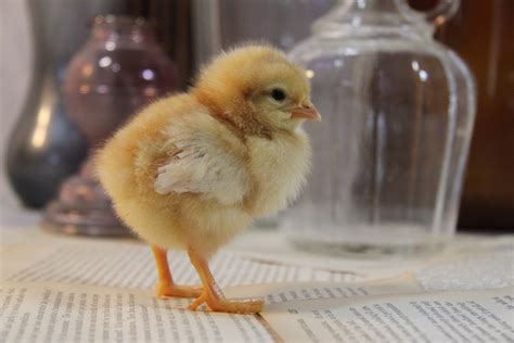 cute baby chick  stock photo public domain pictures