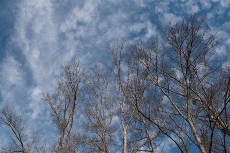 Naked Branches Against Blue Sky Stock Photo Image Of Abstract