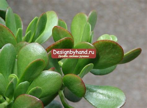 Как посадить денежное дерево, чтобы водились деньги? Crassula Ovata ...
