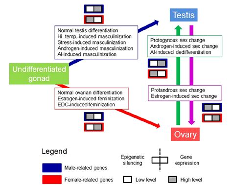 The Model Of The Conserved Epigenetic Regulation Of Sex Semantic Scholar