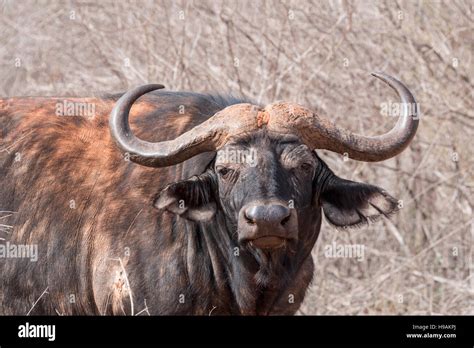 A Cape Buffalo Head Shot Stock Photo Alamy