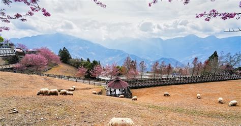 His Daily Photo Sarda Sheep Taiwan For Saturday Critter