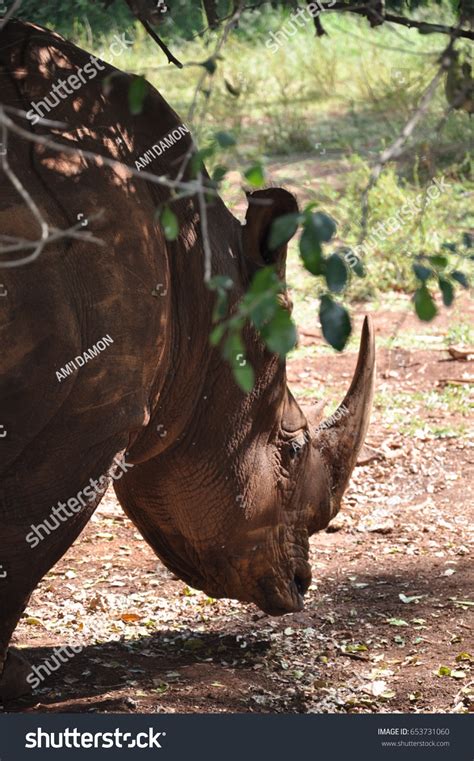 Safari Animals Wildlife Kenya Africa Stock Photo 653731060 | Shutterstock