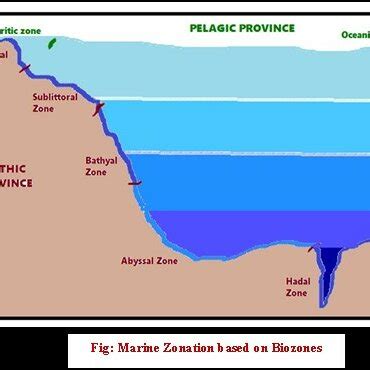 marine zonation based  biozones  scientific diagram