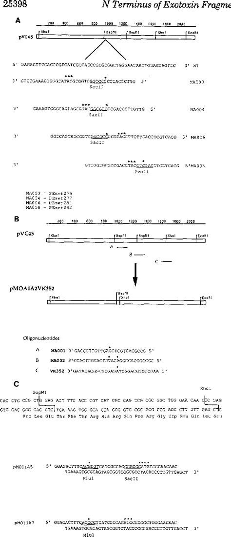 Figure 1 From Cell Mediated Cleavage Of Pseudomonas Exotoxin Between