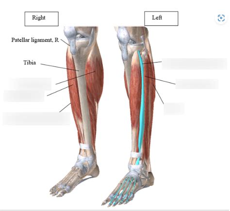 Anterior Lower Leg Diagram Diagram Quizlet