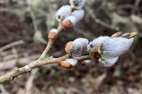 Pussy Willow Salix Discolor Seashore To Forest Floor