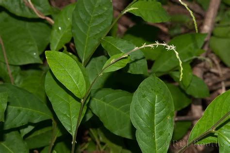 Guinea Hen Weed | Trees and Shrubs | Nature In Focus