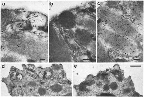 Disassembly Of The Fb Mo Complex In Spermatids A A Spermatid