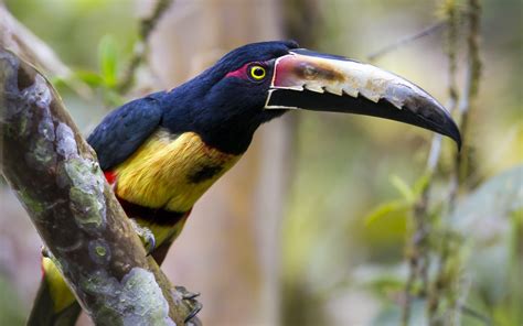 Wallpaper : birds, animals, nature, branch, wildlife, toucans, beak ...