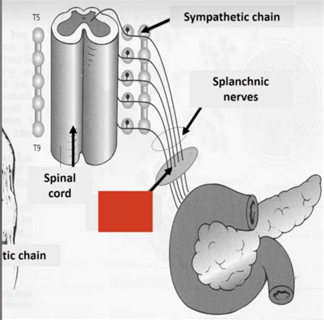 Exocrine Pancreas Flashcards Quizlet