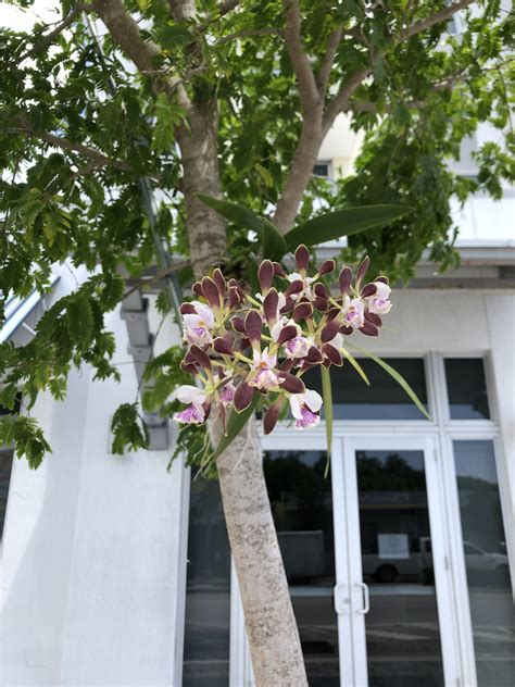 How to Grow Your Wild Orchids on Trees | Tree Orchid Guide
